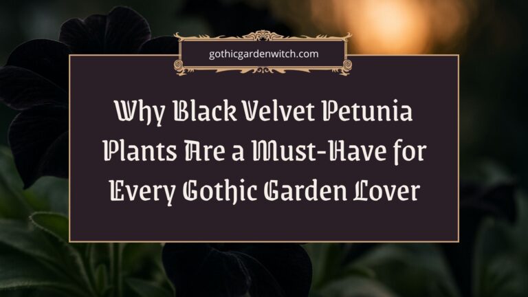 Why Black Velvet Petunia Plants Are a Must-Have for Every Gothic Garden Lover
