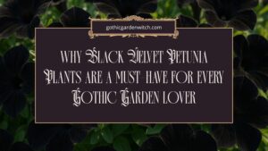 Why Black Velvet Petunia Plants Are a Must-Have for Every Gothic Garden Lover