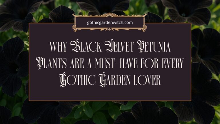 Why Black Velvet Petunia Plants Are a Must-Have for Every Gothic Garden Lover