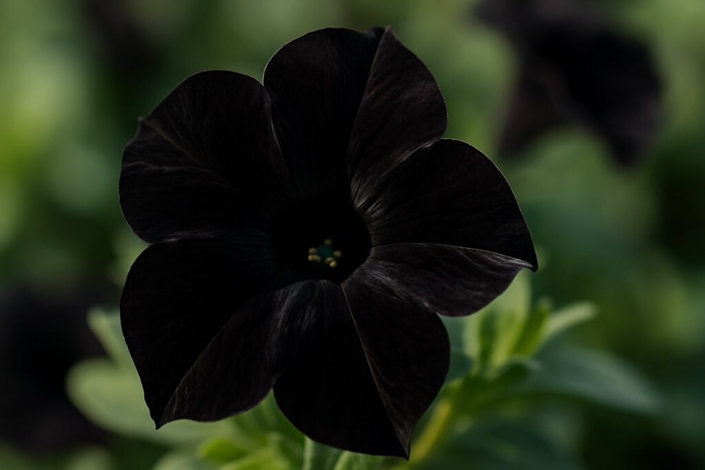 Why Black Velvet Petunia Plants Are a Must-Have for Every Gothic Garden Lover 2 Black velvet petunia plants close-up