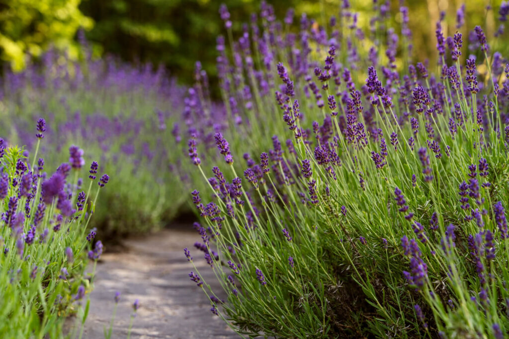 The Ultimate Guide to Witchy Garden Plants and DIY Decor 2 classic witchy herb - lavender